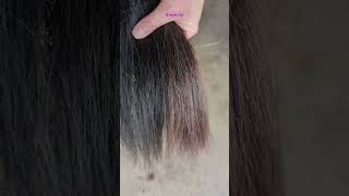 Horse Tail Care and Horse Show Grooming Hack to Cover Bleached Hair [upl. by Haneen925]