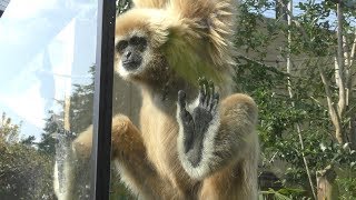 シロテテナガザルのシロマティー 京都市動物園 2017年11月5日 [upl. by Ylrebmit]