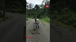 Man Helps Sloth Cross the Road  Everyday Heroes [upl. by Trutko]