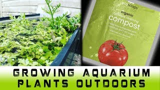 How to grow aquarium plants outside  Dirted planted tank [upl. by Ordnael212]