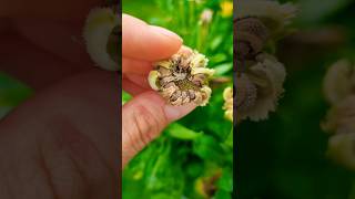 Reminder  jetzt Saatgut ernten 🌼🌱 calendula seedsaving gärtnern saatgut gardeningtips garten [upl. by Analaj]