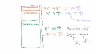 Solutes in the Intracellular Compartment [upl. by Borlase]