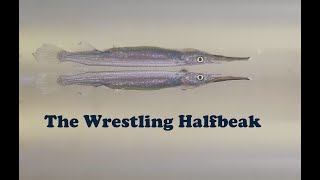 The Wrestling Halfbeak [upl. by Macdonell]