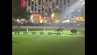 Bison at EKKA NITES 2023 entertainment for the Brisbane Royal Show with Rooftop Express [upl. by Marsden]