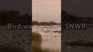 Amazing Birds at Sacramento Wildlife Refuge Watch NOW [upl. by Eadie]