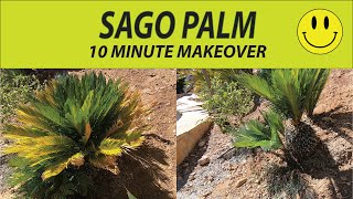 TRIMMING SAGO PALMS 10 MINUTE MAKEOVER [upl. by Klemperer]