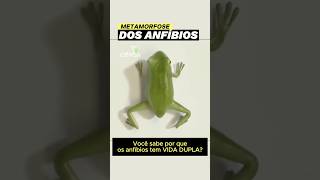 Metamorfose dos anfíbios [upl. by Jasen]