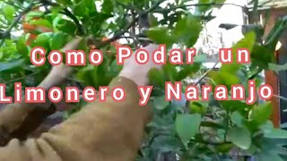 Como Podar Limones y Naranjos Consejos [upl. by Nealon]