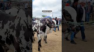 Luxo e tradição na feira de GADO de Cachoeirinha PE 🐄 [upl. by Yreffeg]