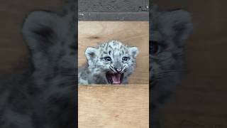 Snow leopard cub SQUEAKS [upl. by Aicenert]