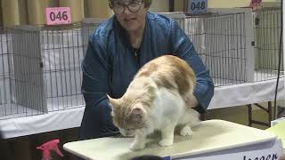 CFA Cat Fanciers Association Malibu Cat Club Show 2024 [upl. by Wing]