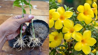 Easy method to propagate any plant from cuttings  How to grow allamanda plant [upl. by Polloch]