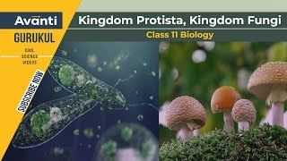 11B02  Biological Classification  Kingdom Protista Kingdom Fungi [upl. by Aissak]