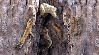 Solo 5 Depredadores Pueden Atrapar Con éxito a las Cabras De Montaña ¡Veamos Las Extremas Técnicas [upl. by Skip747]