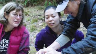 Riverine Food Webs  How Flow Rates Affect Biomass  HHMI BioInteractive Video [upl. by Modnarb]