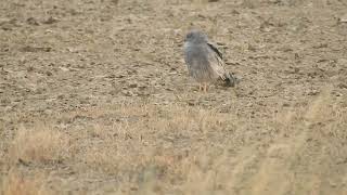 Male Montagu Harrier from Velavadar [upl. by Odlonra]