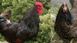 Chicken Breed Profile  The Barnevelder [upl. by Nairehs833]