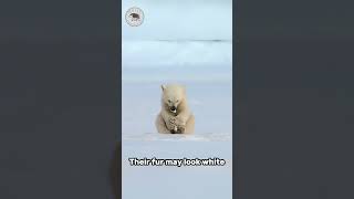 Polar Bears Have Black Skin  Fascinating Nature wildlife cute [upl. by Eenhpad384]