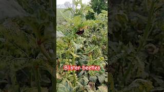 BlisterBeetle📿produce cantharidin [upl. by Anert520]