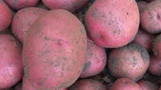 Todays Potato Harvest  How We Plant And Harvest Potatoes [upl. by Burdett]