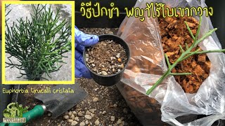 วิธีปักชำพญาไร้ใบเขากวาง Euphorbia tirucalli cristata  MookCactus [upl. by Rist]