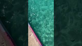 look at them go 🥹 crystal clear water God is so good nature puertorico beautiful clearwater [upl. by Afaw]