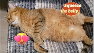 Cats squeezable belly [upl. by Nairam]