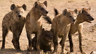 Documentary Hyena Facts  National Geographic [upl. by Anders]