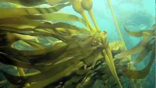 Baby Bull Kelp [upl. by Mord]