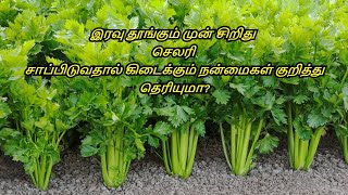 Benefits of Celery In Tamil  Nutrition Facts Diet  Healthiest Foods  Healthy Life  Tamil [upl. by Cordier]