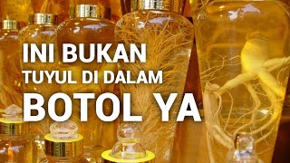 CARA MERAWAT GINSENG KOREA AGAR TETAP HIDUP DAN SEGAR [upl. by Mont]