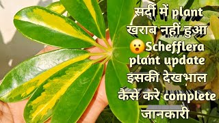 Schefflera plant की देखभाल कैसे करे  How to care schefflera plant gardening [upl. by Reisfield]