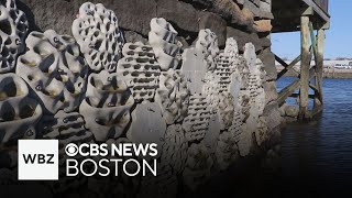 Living seawalls installed in Boston Harbor to help wildlife flourish and clean water [upl. by Katha716]