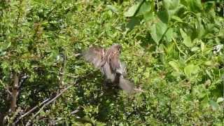 House Sparrows mating [upl. by Gloriane]