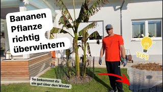 Bananen überwintern so wird es gemacht [upl. by Darwen678]