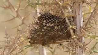 European Paper Wasp Polistes dominulus  cyprus [upl. by Katerina]