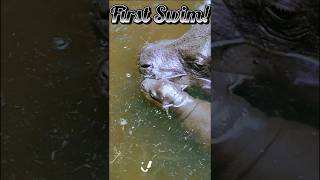 BABY HIPPO Takes First Swim  Motherly Love [upl. by Miah]