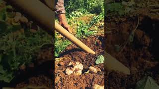 youtubeshorts agriculture viralvideo [upl. by Surtimed]