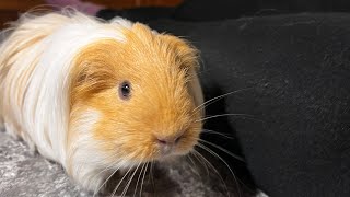 A very cute video with a purring guinea pig running next to its owner At the end the cutest yawn [upl. by Synn]