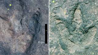 Matching sets of dinosaur footprints found on opposite sides of the Atlantic Ocean [upl. by Dewar978]