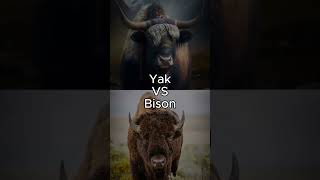 Yak vs Bison [upl. by Suoivatnod]