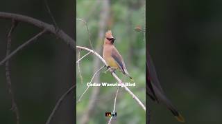 नशेड़ी चिड़िया🕊️Cedar waxwing bird 🤷🍻🤯viral knowledge facts respect savebirds youtubeshorts [upl. by Crompton]