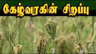 eleusine coracana கேழ்வரகின் சிறப்பு ragi [upl. by Pavior]