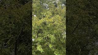 “September Rain” 20 Seconds of Zen asmrrelaxingmeditationsleepshorts [upl. by Sonitnatsnoc]