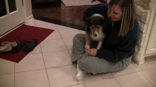 Sheltie Meets the Puppies [upl. by Doi]