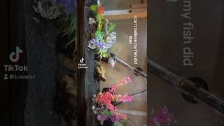 Look at what my fish did Full video on my TikTok dory fish nemo justkeepswimming [upl. by Biegel]