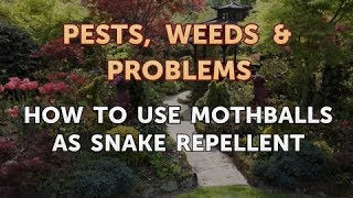 How to Use Mothballs as Snake Repellent [upl. by Gordon]