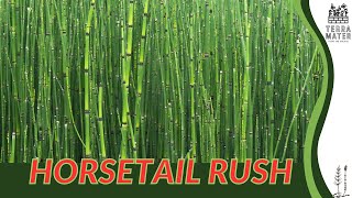 HORSETAIL RUSH Description Uses and More Equisetum hyemale [upl. by Asseret]