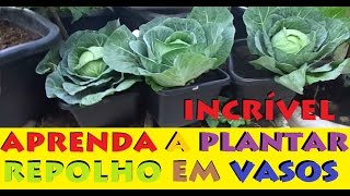 Como Plantar Repolho em Vasos processo completo [upl. by Irrep]