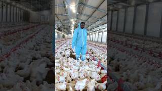 Modern day Broiler Chicken Farming with the Best Results Growing Chickens for Meat [upl. by Henrique]